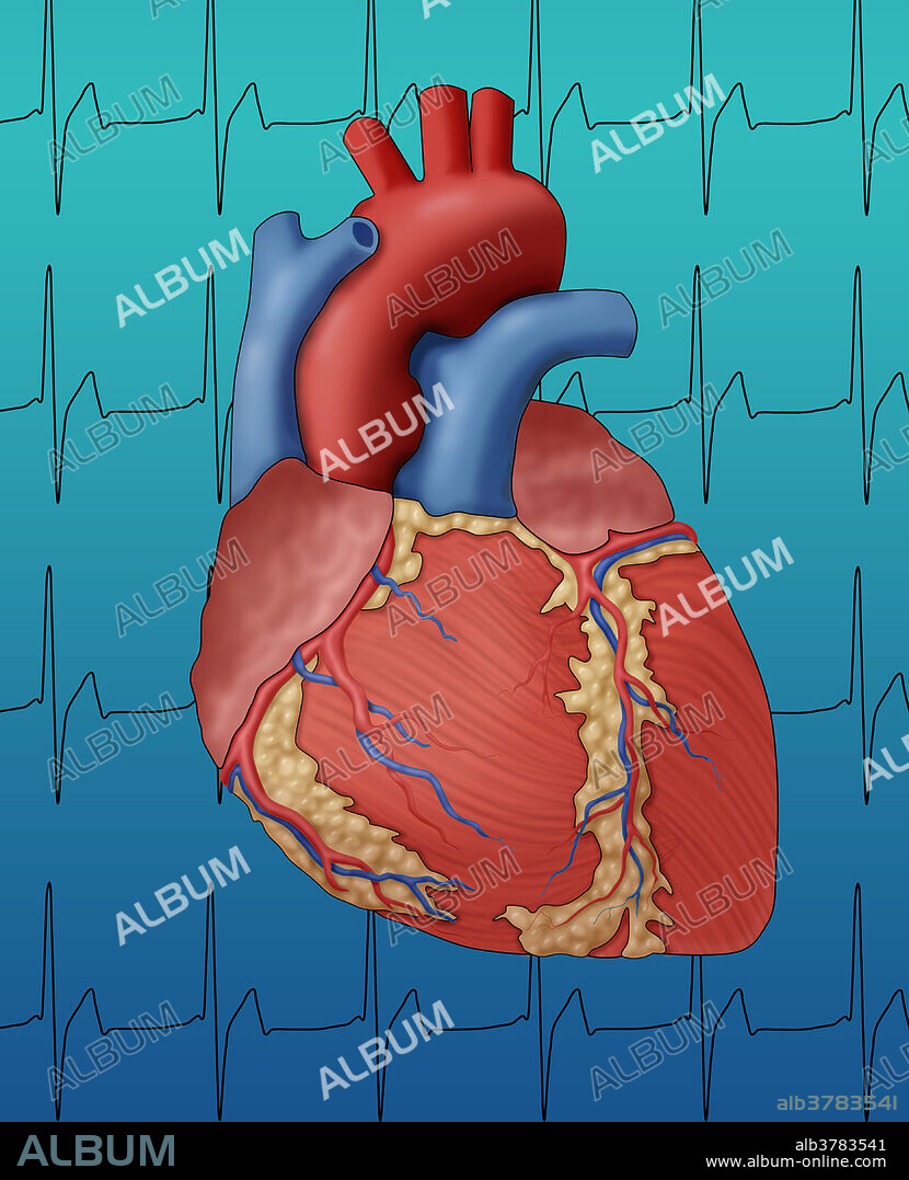 Illustration showing the external anatomy of a human heart, seen from the front. The surface blood vessels are the coronary arteries (bright red) and veins (blue), bringing oxygenated blood to the heart and removing deoxygenated blood. This healthy heart has a normal heart rate, depicted by an EKG is in the background.