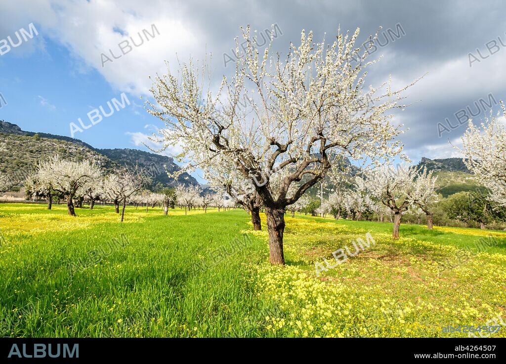 almendros floridos, Prunus dulcis, Son Maixella, Mallorca, balearic islands, Spain.