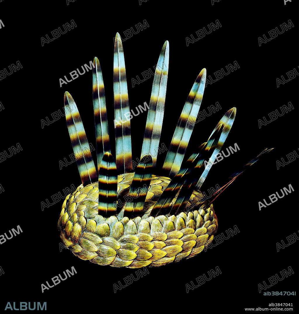 Illustration of a Wiwaxia corrugata prehistoric animal based on a Burgess Shale fossil. This soft-bodied animal was covered in carbonaceous scales and spines and measured up to five centimetres in length. It lived during the early to middle Cambrian period 520 to 505 million years ago.