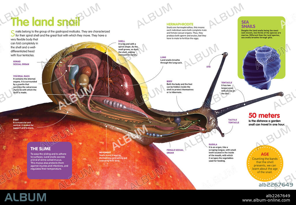 The land snail. Infographic about the land snail: its anatomy, internal organs, movement and reproduction.