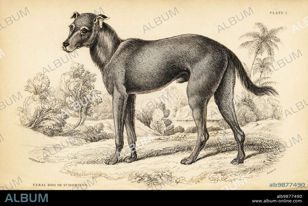 Wild dog found in the Dominican Republic and Haiti, Canis lupus familiaris (Feral dog of St. Domingo, Canis haitensis). Descendant of dogs brought by the Spanish to hunt enslaved Africans. Handcoloured steel engraving by William Lizars from a drawing by Colonel Charles Hamilton Smith from his volume on Dogs from Sir William Jardine's Naturalist's Library: Mammalia, W. H. Lizars, Edinburgh, 1839.