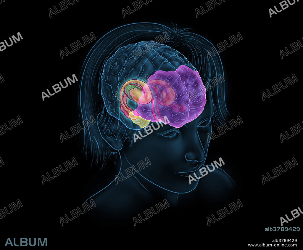 An illustration of the limbic system, structures in the brain which play a role in emotion, behaviour, motivation, long-term memory, and olfaction. The thalamus is highlighted in green, while the hippocampus is highlighted in red. The basal ganglia which includes the caudate nucleus, lenticular nucleus, and amygdala are highlighted in yellow. The prefrontal cortex is highlighted in purple and is involved in planning complex cognitive behaviour, personality expression, decision making, and rule learning. The medial temporal lobe is highlighted in bright yellow and plays a role in long-term memory.