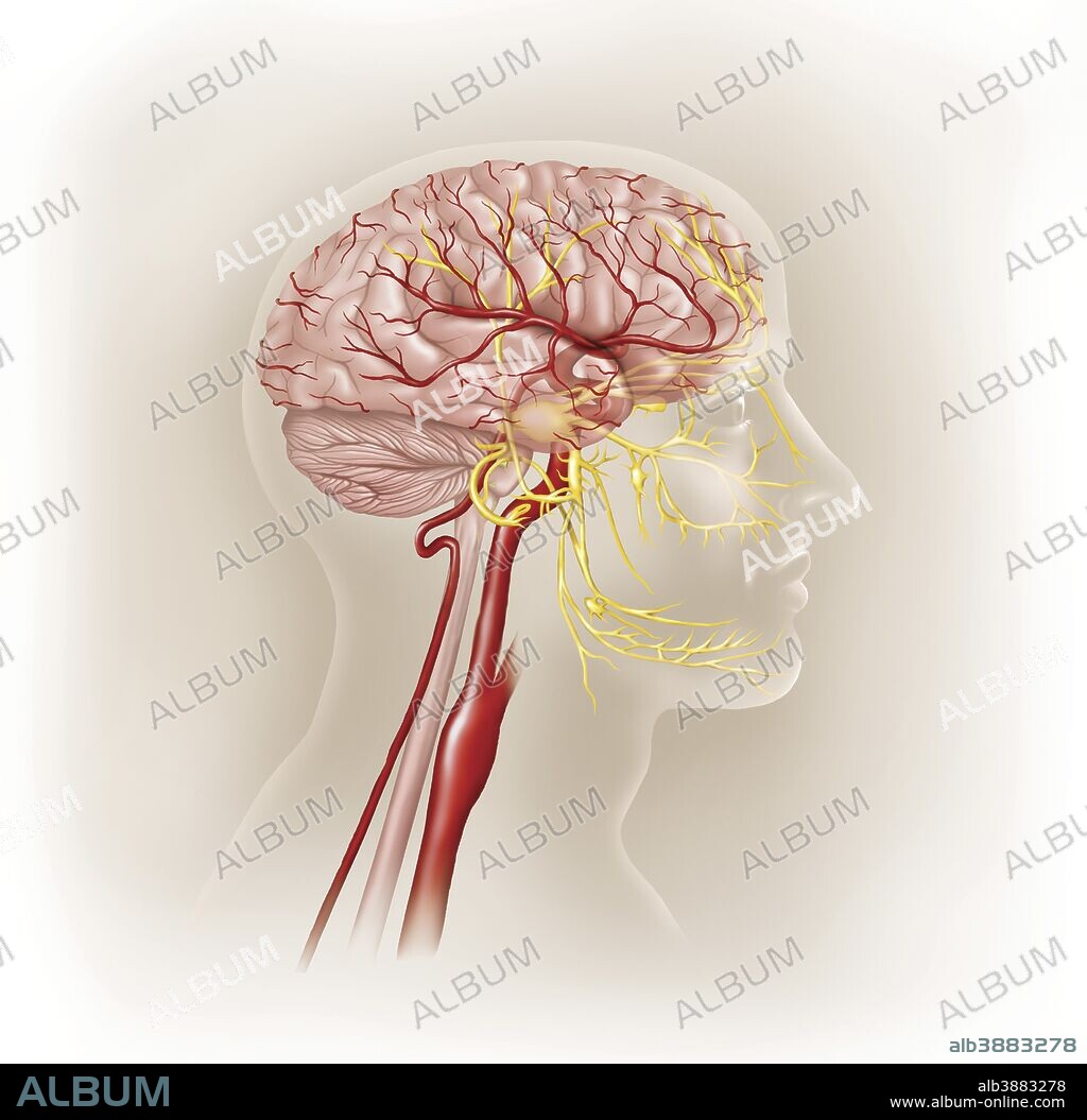 Trigemial nerve illustration. Ophtalmic, Maxillary and mandibular nerve  Stock Illustration
