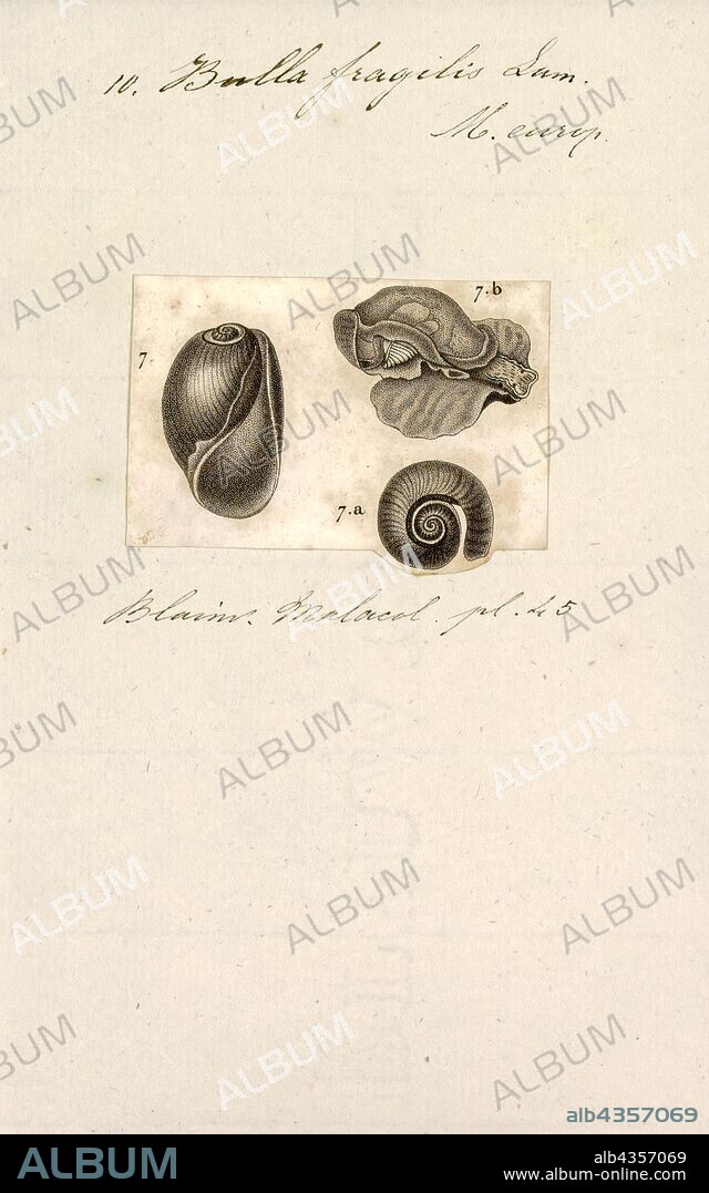 Bulla fragilis, Print, Akera bullata is a species of sea snail (or sea slug), a marine opisthobranch gastropod mollusk in the family Akeridae, a family that is related to the sea hares. This species is the only European representative of the genus Akera.