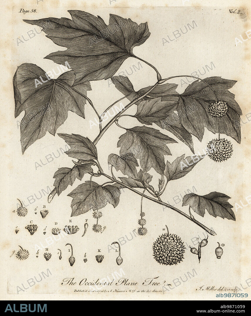 American planetree, Platanus occidentalis. Occidental Plane Tree. Copperplate engraving drawn and engraved by John Miller (Johann Sebastian Muller) from John Evelyns Sylva, or A Discourse of Forest Trees and the Propagation of Timer, J. Dodsley, London, 1776.