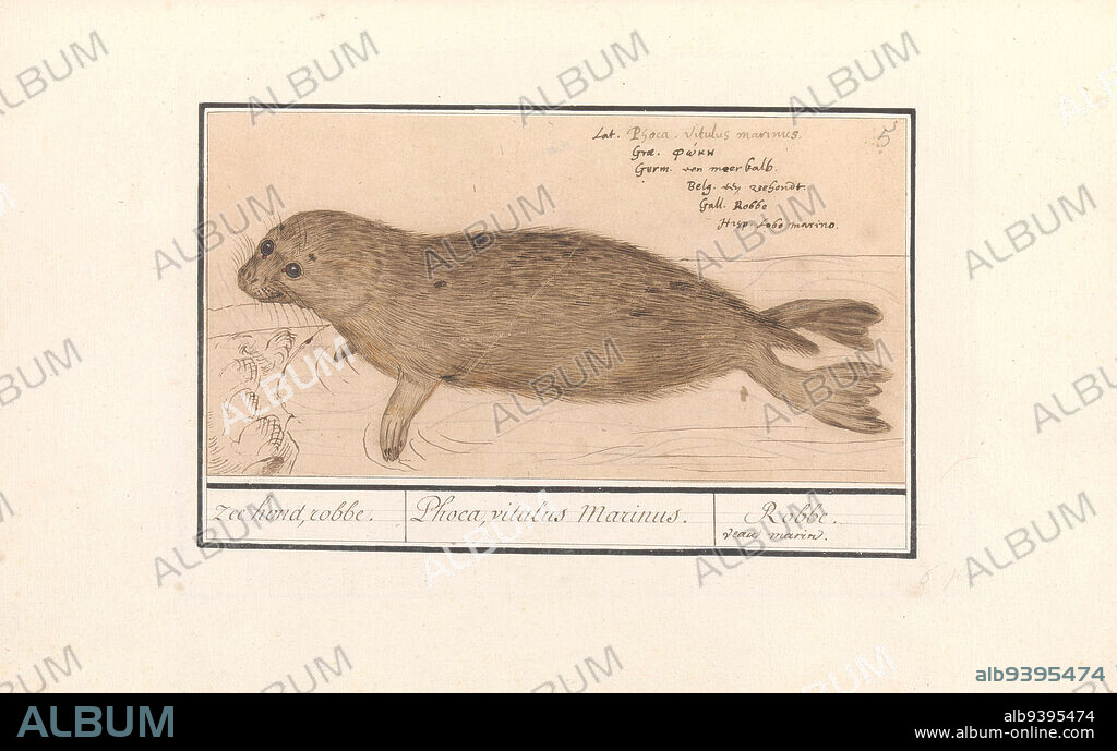 Seal. Numbered top right: 5. Top right the name in six languages. Part of the second album with drawings of quadrupeds. Second of twelve albums with drawings of animals, birds and plants known around 1600, commissioned by emperor Rudolf II. With notes in Dutch, Latin and French, Seal (Phocidae) sea dog, robbe. / Phoca, vitulus Marinus. / Robbe. veau marin, draughtsman: Anselmus Boëtius de Boodt, draughtsman: Elias Verhulst, draughtsman: Praag, draughtsman: Delft, 1596 - 1610, paper, brush, pen, h 126 mm × w 243 mm.