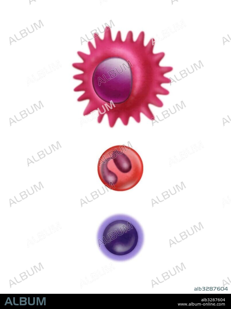 Leucocitos – glóbulos blancos.
