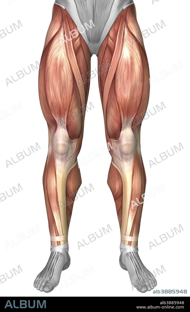 Diagram illustrating muscle groups on front of human legs.