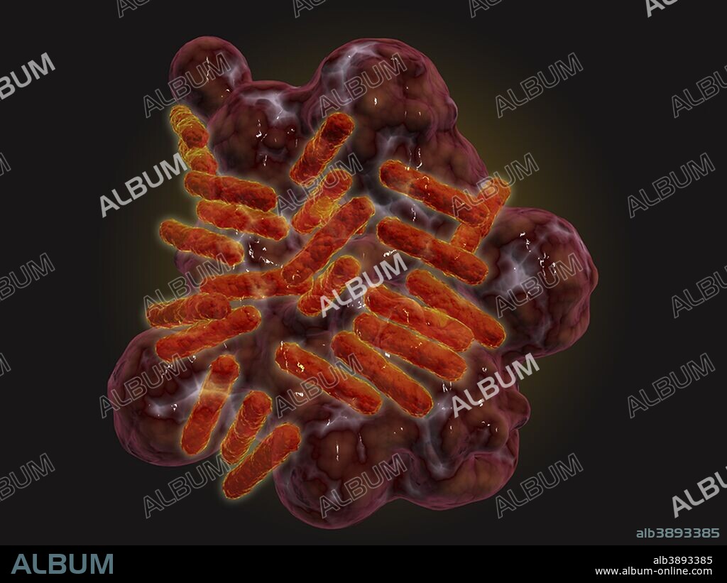 Microscopic view of Rickettsia. Rickettsia is a gram-negative bacteria carried by parasites such as ticks, fleas and lice.