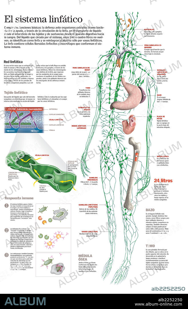 sistema linfático. Infografía del sistema linfático y sus funciones en el cuerpo humano: defensa ante organismos extraños y transporte de sustancias desde el aparato digestivo hacia la sangre.