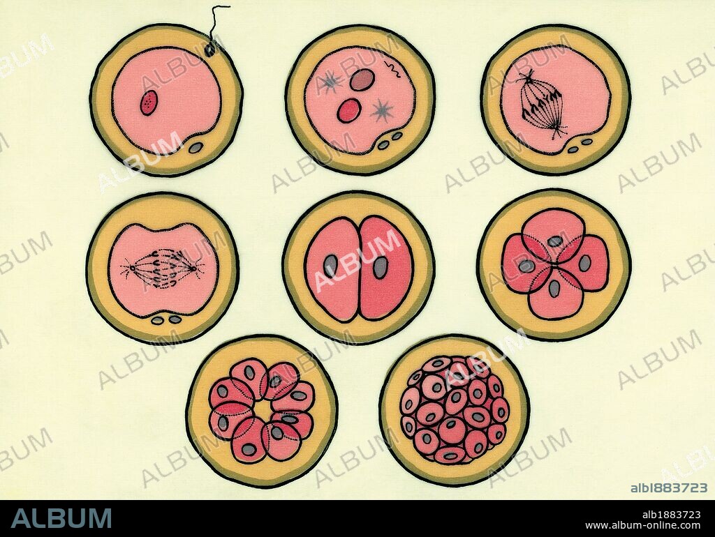REPRESENTACION ESQUEMATICA DE LAS DIVERSAS FASES DE LA FECUNDACION DE UN OVULO. Ilustración.