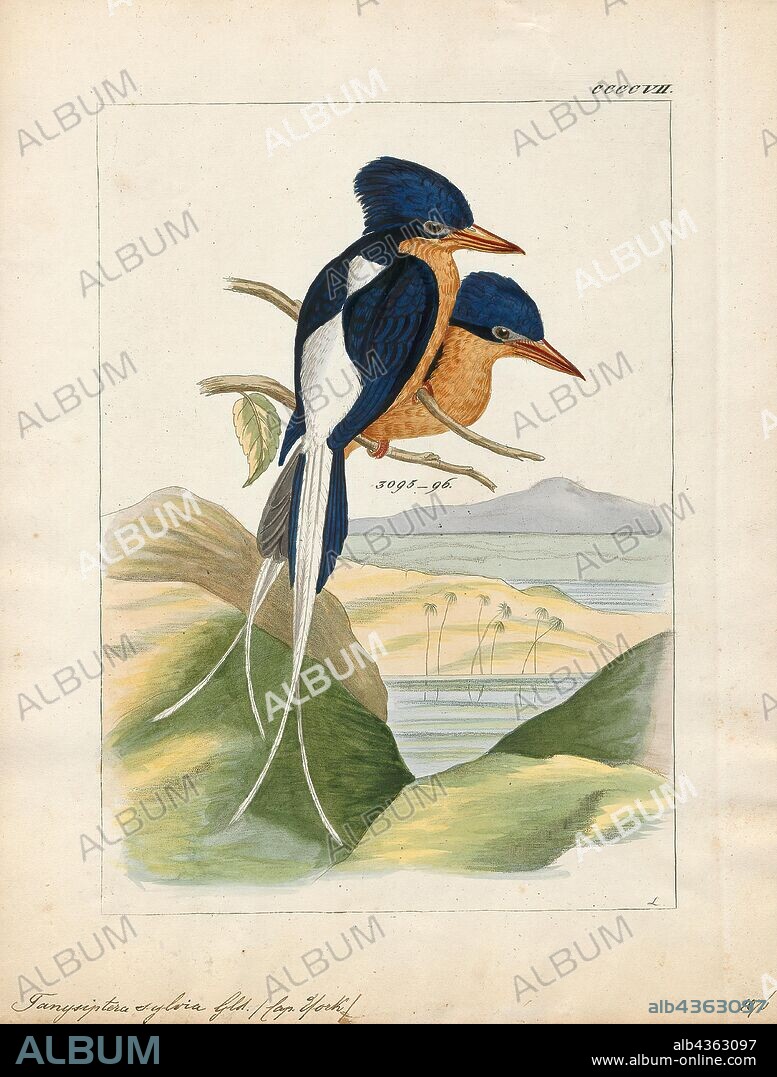 Tanysiptera sylvia, Print, The buff-breasted paradise kingfisher (Tanysiptera sylvia) is a bird in the tree kingfisher subfamily, Halcyoninae. It is native to Australia and New Guinea. It migrates in November from New Guinea to its breeding grounds in the rainforest of North Queensland, Australia. Like all paradise kingfishers, this bird has colourful plumage with a red bill, buff breast and distinctive long tail streamers., 1820-1863.