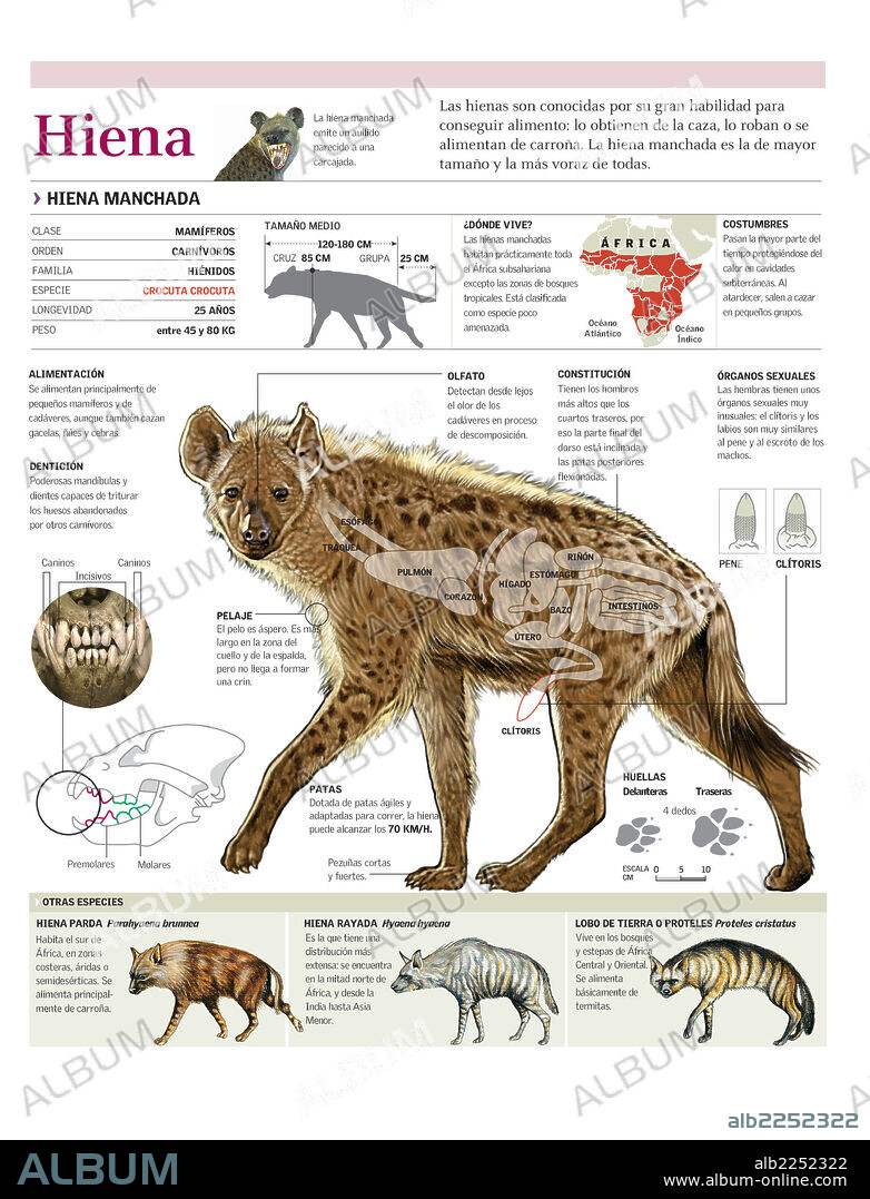HIENA. Infografía de la anatomía, distribución y dentición de la hiena manchada.