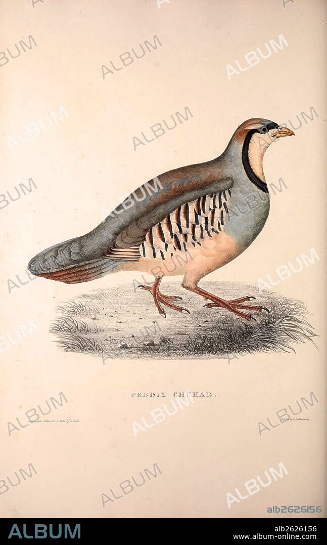 Perdix Chukar, Chukar Partridge. Eurasian upland gamebird in the pheasant family Phasianidae.. Birds from the Himalaya Mountains, engraving 1831 by Elizabeth Gould and John Gould. John Gould was working as a taxidermist,he was known as the 'bird-stuffer', by the Zoological Society. Gould's fascination with birds from the east began in the late 1820s when a collection of birds from the Himalayan mountains arrived at the Society's museum and Gould conceived the idea of publishing a volume of imperial folio sized hand-coloured lithographs of the eighty species, with figures of a hundred birds. Elizabeth Gould made the drawings and transferred them to the large lithographic stones. They are called Gould plates.