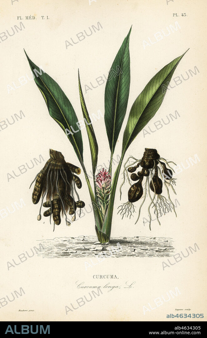 Turmeric or ukon, Curcuma longa, Curcuma. Handcoloured steel engraving by Lagesse after a botanical illustration by Edouard Maubert from Pierre Oscar Reveil, A. Dupuis, Fr. Gerard and Francois Herincqs La Regne Vegetal: Flore Medicale, L. Guerin, Paris, 1864-1871.