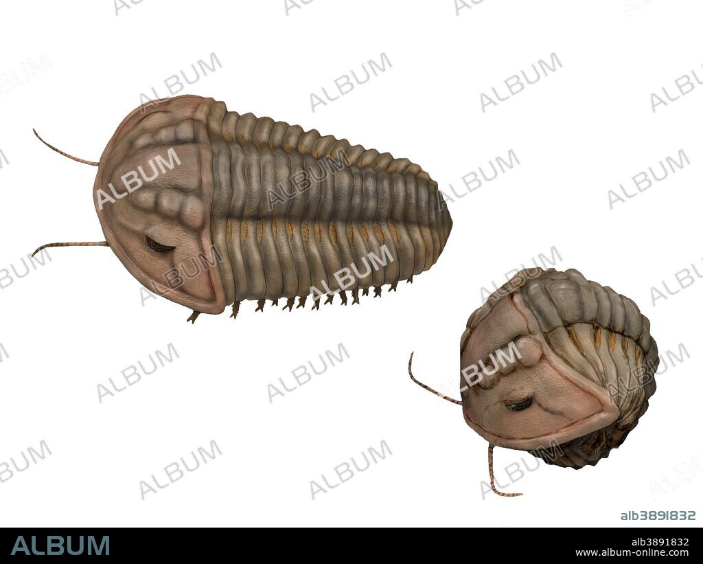 Calymene blumenbachii, a trilobite from the Silurian Period of England.