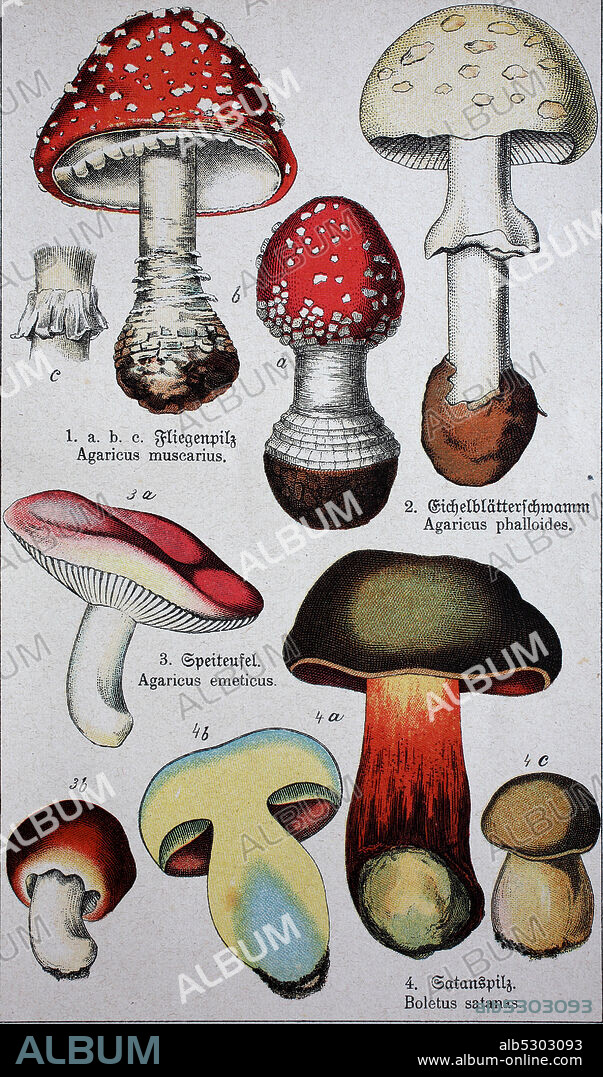 poisonous mushrooms, Amanita muscaria, commonly known as the fly agaric or fly amanita, Amanita phalloides, commonly known as the death cap, Russula emetica, commonly known as the sickener, emetic russula, or vomiting russula, Rubroboletus satanas, commonly known as the Satan's bolete or Devil's boletus  /  giftige Pilze, Amanita muscaria, allgemein bekannt als der Fliegenpilz oder der Fliegenpilz, Amanita phalloides, allgemein bekannt als die Todesmütze, Russula emetica, allgemein bekannt als der Krankmacher, der Brechende Russula oder der Erbrechende Russula, Rubroboletus satanas, allgemein bekannt als der Satan Steinpilz oder Teufels Steinpilz, Historisch, digital improved reproduction of an original from the 19th century / digitale Reproduktion einer Originalvorlage aus dem 19. Jahrhundert,.