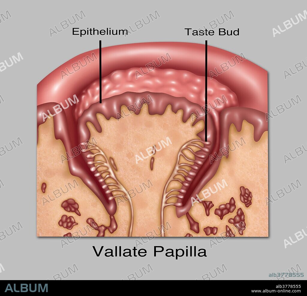 Illustration of circumvallate (or vallate) papillae, one of the four lingual papillae on the tongue. They lie on the surface of the tongue immediately in front of the foramen cecum and sulcus terminalis, and are organized in an inverted V at the back of the tongue.