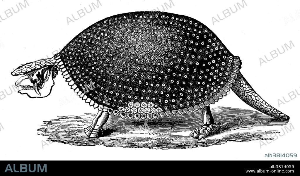 Glyptodon (grooved or carved tooth) was a large, armoured mammal of the family Glyptodontidae, a relative of armadillos that lived during the Pleistocene Epoch. With its rounded, bony shell and squat limbs, it superficially resembled turtles, and the much earlier dinosaurian ankylosaur, as an example of the convergent evolution of unrelated lineages into similar forms. Glyptodon is believed to have been an herbivore, grazing on grasses and other plants found near rivers and small bodies of water. This animal appeared during Cenozoic era, the most recent era of geologic time, from about 65 million years ago to the present. The Cenozoic Era is characterized by the formation of modern continents and the diversification of mammals and plants. Grasses also evolved during the Cenozoic. The climate was warm and tropical toward the beginning of the era and cooled significantly in the second half, leading to several ice ages. Humans first appeared near the.