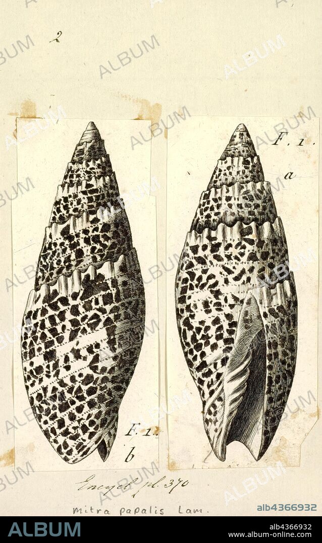 Mitra papalis, Print, Mitra papalis, common name the Papal/Pontifical Mitre, is a species of sea snail, a marine gastropod mollusk in the family Mitridae, the miters.