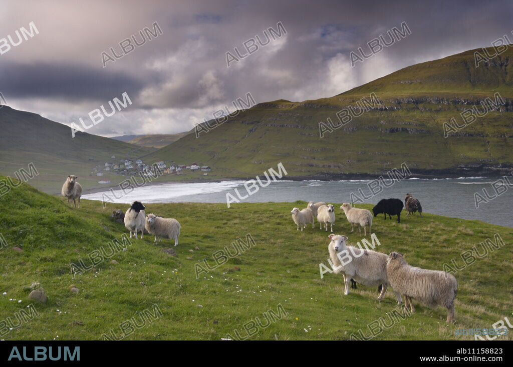 Sheep, Husavik bay and village in background, Sandoy, Faroe Islands (Faroes), Denmark, Europe.