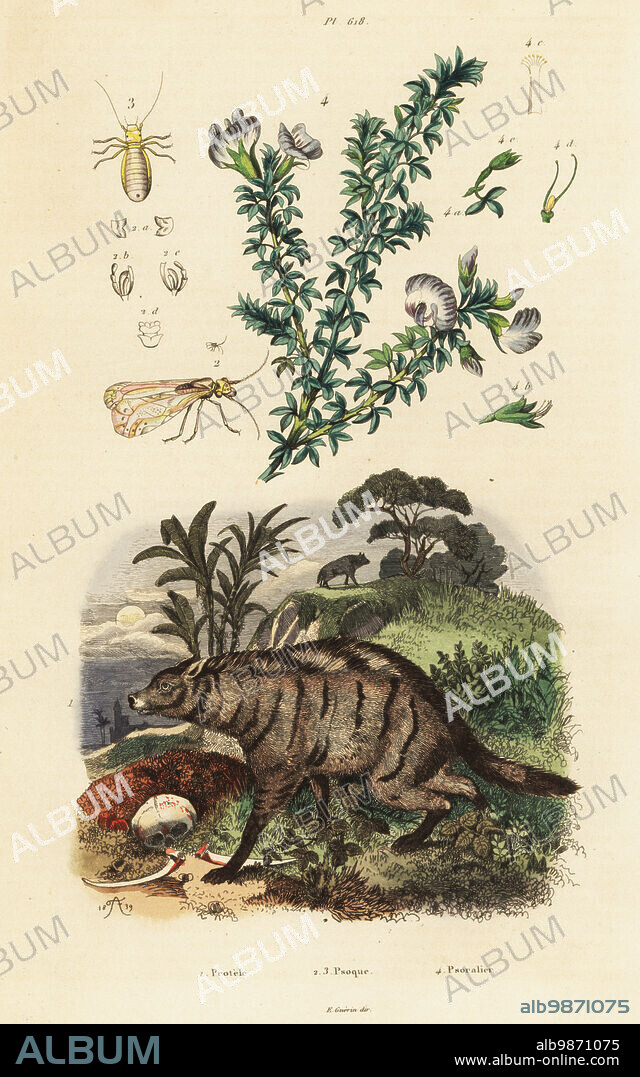 Aardwolf, Proteles cristata, Arabian pea, Bituminaria bituminosa, louse, Psocoptera species. Protele, Psoque, Psoralier. Handcoloured steel engraving by du Casse after an illustration by Adolph Fries from Felix-Edouard Guerin-Meneville's Dictionnaire Pittoresque d'Histoire Naturelle (Picturesque Dictionary of Natural History), Paris, 1834-39. .