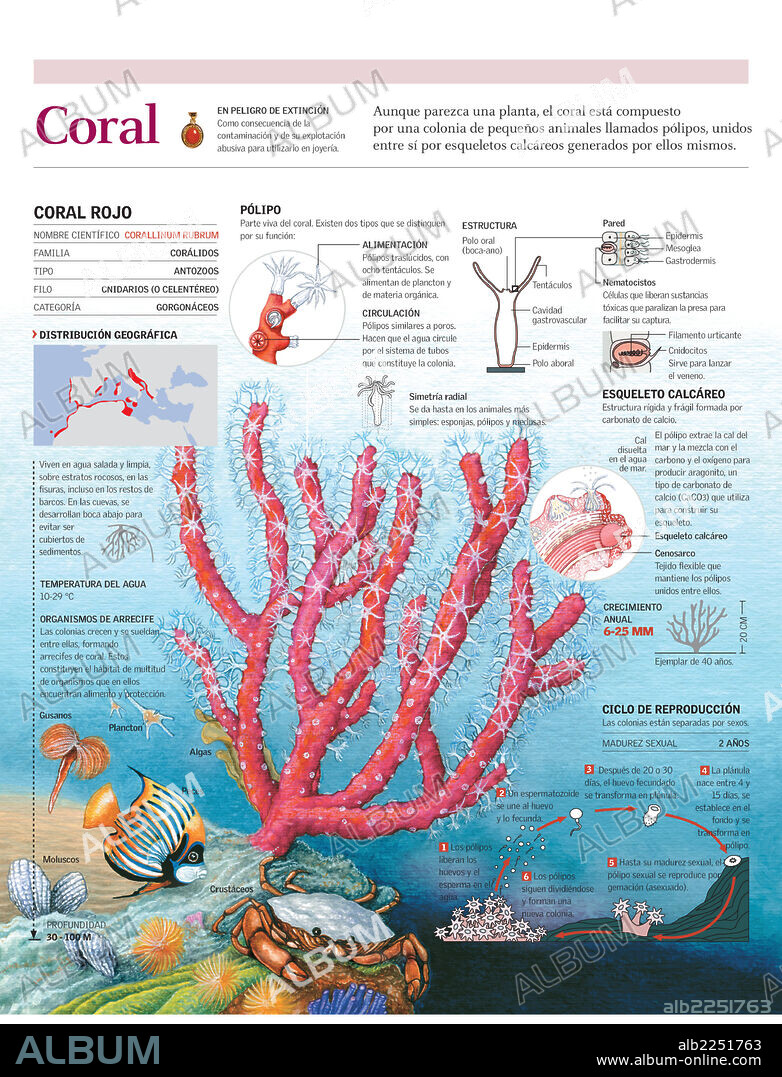 CORAL. Infografía de la estructura, el hábitat y el ciclo reproductivo del coral.