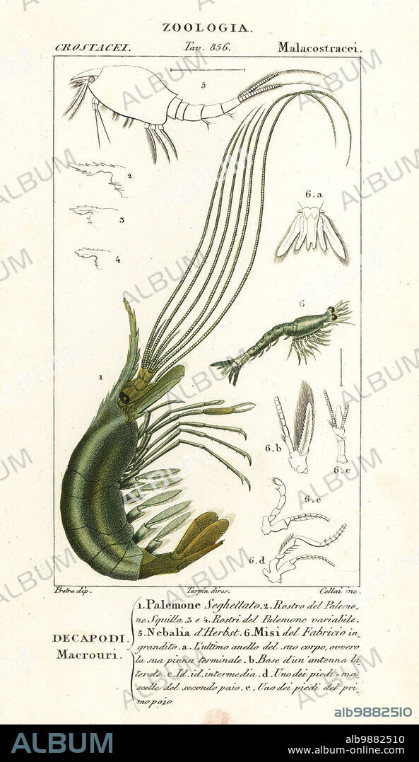 Narwal shrimp, Plesionika narval 1-4, leptostracan, Nebalia herbstii 5, and mysid shrimp, Mysis oculata 6. Palemon pristis Palemone seghettato, Rostro del Palemo, Rostri del Palemone variabile, Nebalia dHerbst, Misi del Fabricio. Handcoloured copperplate stipple engraving from Antoine Laurent de Jussieu's Dizionario delle Scienze Naturali, Dictionary of Natural Science, Florence, Italy, 1837. Illustration engraved by Corsi, drawn by Jean Gabriel Pretre and directed by Pierre Jean-Francois Turpin, and published by Batelli e Figli. Turpin (1775-1840) is considered one of the greatest French botanical illustrators of the 19th century.