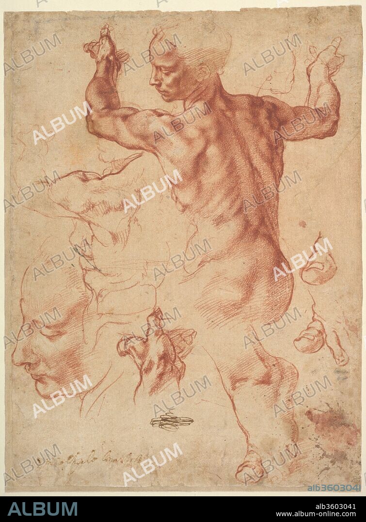 MIGUEL ANGEL. Studies for the Libyan Sibyl (recto); Studies for the Libyan Sibyl and a small Sketch for a Seated Figure (verso). Artist: Michelangelo Buonarroti (Italian, Caprese 1475-1564 Rome). Dimensions: Sheet: 11 3/8 x 8 7/16 in. (28.9 x 21.4 cm). Date: ca. 1510-11.
This double-sided sheet of closely observed life studies is the most magnificent drawing by Michelangelo in North-America, purchased by the Metropolitan Museum of Art on August 8, 1924 (its acquisition being voted by the museum's acquisitions committee on June 9, 1924), in great part thanks to negotiations by the eminent painter, John Singer Sargent, with the widow of Aureliano de Beruete, its previous owner (file no. D7950, Archive Department of Drawings and Prints, The Metropolitan Museum of Art). The much smaller than life-size studies on the famous recto side of the Metropolitan sheet were clearly done from a young male assistant posing in the artist's studio, being preparatory for the design of the Libyan Sibyl, the monumental enthroned female figure painted in fresco on the north-east end of the Sistine Ceiling. The Libyan Sibyl was the last of the seers to be frescoed on the north part of the vault, executed in a scale that is about three times life-size (the overall area of this part in the fresco measures 4.54 meters by 3.80 meters); she is clothed except for her powerful shoulders and arms, and wears an elaborately braided coiffure. Her complex pose in the fresco, evidently requiring study in numerous drawings, plays on the arrested motion of her stepping down from the throne, while holding an enormous open book of prophecy which she is about to close. 
Sketched in soft black chalk, the verso of the double-sided Metropolitan sheet was possibly drawn before the better-known recto side with its meditated red chalk studies; many of Michelangelo's drawings for the early parts of the Sistine Ceiling are in a similarly soft black-chalk technique (examples of early Sistine studies in soft black chalk are British Museum inv. 1859,0625.567, London; Teylers Museum inv. A 18 verso, Haarlem; Casa Buonarroti inv. nos. 64 F and 75 F, Florence; Musée du Louvre Département des Arts Graphiques inv. 860, Paris; Biblioteca Reale inv. 15627 D.C., Turin.), while a preponderance of sheets done for the later parts of the frescoes are in red chalk. The verso of the Metropolitan sheet portrays at center, in profile the large nude seated figure of the sibyl (here, the softer anatomical forms may be feminine, rather than masculine as they evidently are in the case of the studies on the recto), at upper right a very summary design of a much smaller figure in three-quarter view facing left (its style generally resembles the motifs in the "Oxford Sketchbook": see Ashmolean Museum nos. 1846.45 to 1846.52), and at lower right the detail study of the sibyl's right knee. The main study in red chalk, on what is today considered the recto of the Metropolitan double-sided sheet, portrays the seated youth with head in profile, bent arms and upper body turned in an elegant contrapposto stance, to display the formidable musculature of his back in a rear view. Michelangelo considered the position of the shoulders turning into the depth of space, with especial attention, indicating also with two small circles the prominence of the supraspinatus muscles (the accents with tiny touches of white chalk on the left shoulder are likely a later retouching, but create a most intense highlight). 
The sequence of execution of the surrounding motifs on the recto, also done in red chalk, is much less clear, and one may venture to guess that, at left, the reprise of the head in profile and the rough sketch of the torso and head were drawn before the main study (given that parts of their outlines seem to lie underneath the main study), while the highly rendered motifs of the left hand at lower center and the three reprises of the left foot and toes at right probably followed the main study on the sheet. The manner of the weight-bearing on the toes of the sibyl's left foot was crucial for the overall design of the figure's contrapposto pose, and explains the multiple studies of this detail on the Metropolitan sheet. The facial features on the large head at lower left in the recto seem closer to those of the Libyan Sibyl in the final fresco, than the face of the youth in the main study. The recto of a sheet in the Ashmolean Museum (no. 1846.43; Fig. 2), Oxford, dedicated to studies for the Sistine Ceiling and sketches for the Tomb of Pope Julius II, represents at center the attendant young boy genius who is seen to the immediate left of the frescoed Libyan Sibyl, as well as at lower left the sibyl's right hand, both motifs executed in red chalk. While the overall dimensions of the Oxford sheet (28.6 x 19.4 cm) are similar to those of the Metropolitan sheet, the hue of the red chalk seems brighter and slightly orange; nevertheless, it is clear that the Oxford and New York sheets are very close companions, probably from the same sketchbook, without their necessarily being (in the present author's opinion) halves of the same sheet, as an earlier generation of scholars suggested (summary of discussion in Joannides 2007, p. 120).
The scientific findings which emerged during the cleaning of Michelangelo's Sistine frescoes (1984-1990; published in Mancinelli 1994) provide a precise, though often overlooked context in which to consider the dating and function of the Metropolitan Museum studies. Given that the great artist painted the enormous vault of the chapel from the west to east end -- that is, from above the entrance to above the site of the altar -- in two campaigns demarcated by the erection of scaffolding (or pontate), as is suggested by both documents and a variety of recently emerged physical data (for which see Mancinelli 1994, pp. 16-22), the monumental Libyan Sibyl belongs to the latter phase of work on the project. At this point, Michelangelo's technical virtuosity as a fresco painter was at its height, having made a rough and inexperienced beginning in 1508 when the first scene of the vault he frescoed, The Deluge, grew mold because of incorrectly prepared intonaco (this fine surface plaster was used too watery; see also Condivi 1553). The most difficult technique of painting is possibly that of fresco, as it requires speed of execution onto the wet plaster before it sets and great self-confidence; writers of art treatises from the fourteenth to the eighteenth century judged the medium of fresco to be supreme, precisely because of the technical virtuosity it demanded (Bambach 1999); as Michelangelo would himself later complain to his biographer Giorgio Vasari: "Fresco painting is not an art for old men." (Vasari 1568).Although the chronology of the Sistine Ceiling is debated, the first phase of work, or pontata, was done between late summer - perhaps late July -- of 1508 (the contract for the Sistine frescoes dates to May 10, 1508; see Bardeschi Ciulich and Barocchi 1970) and late August 1510, and ended with the painting of the Creation of Eve; while the second pontata and final phase of work probably began some time after January 1511 (the winter months are not good for fresco-painting), concluding on October 31, 1512 with the unveiling of the Chapel (see Gilbert 1994). The recto of the Metropolitan Museum study can be dated with great probability to the winter of 1511, when Michelangelo could draw rather than paint in fresco (he returned to Rome, from Bologna, by January 11, 1511), and would have been prepared at the beginning of the second pontata, that is, soon after the great artist had moved his scaffolding for the second (and final) time to paint. The gigantic figure of the Libyan Sibyl, together with her throne and attendants, was frescoed onto the large concave surface of the vault in twenty days of work (the fresco is comprised of 20 giornate, or patches of fine surface plaster), and the complex design was transferred by the laborious technique of spolvero (a cartoon or full-scale drawing transferred by means of pricking and pouncing the outlines; see Bambach 1994).
The Metropolitan study is done with a red-chalk of slightly purplish hue sharpened to a point for the fine contours of the figure and some of the interior hatching, but it was also at times applied with the side of the stick; the red chalk medium was especially suited for the particularized, highly naturalistic study of anatomical detail. Although Michelangelo had begun to use red chalk in the early 1490s (See C.C. Bambach, "La virtù dei disegni del giovane Michelangelo", in Michelangelo 1564-2014, ed. by C. Acidini, Rome 2014), his greatest accomplishments with this medium are connected with the later parts of the Sistine Ceiling. Yet the group of red chalk studies for the Sistine has also been among the most greatly contested of Michelangelo's drawings in terms of attributions. The closest companions in style and technique to the red-chalk Metropolitan Libyan Sibyl are the studies on the sheet at the Ashmolean Museum (Fig. 2), as well as three others at the Teyler Museum, Haarlem (inv. nos. A16 recto, A20 recto-verso, and A27 recto-verso). Two of these Teyler sheets (A20 and A 27) are drawn, in fact, with a red chalk of closely similar purplish hue as that employed for the Libyan Sibyl on the recto of the Metropolitan Museum sheet. Clearly autograph, the sketches on the better preserved verso of the Metropolitan sheet are not ever mentioned by the scholars rejecting the attribution of the recto studies to Michelangelo(Perrig 1976; Perrig 1991; Zöllner et al. 2008). This verso exhibits a similar type of handling --with loose, impressionistic hatching and contours, rather than finely detailed-- as most of the soft black-chalk studies for the early parts of the Sistine Ceiling (for example, the sheets British Museum inv. 1859,0625.567, London; Teylers Museum inv. A 18 verso, Haarlem; Casa Buonarroti inv. nos. 64 F and 75F, Florence; Musée du Louvre Département des Arts Graphiques inv. 860, Paris). The late sixteenth-century copy in red chalk after the Metropolitan Libyan Sibyl at the Uffizi (inv. no. 2318 F), Florence, is of nearly the same size, but is of remarkably inferior quality of execution, omitting also the two anatomical notations of circles on the shoulders and the tiny white chalk accents. Moreover, the drawn copy rearranges the positioning of the individual motifs, introduces the right foot of the sibyl (which is absent in the recto of the Metropolitan sheet), and records the abrupt terminus of outlines in the study of the toe. As the Uffizi copy emulates defects of condition in the original Metropolitan sheet (especially the outlines of the hole in the original paper support), it can be deduced that it directly derives from the Metropolitan sheet.
The verso sketches on the Metropolitan Museum sheet have always rightly been recognized as by Michelangelo, and the "no. 2i ." inscribed at lower center adds further proof, as it fits precisely into a numerical sequence found on many other drawings by the great artist that have an early Buonarroti family provenance (see Bambach 1997). The annotation at lower left on the recto regarding the artist's surname, here spelled in the form of "bona Roti" is also signficant in view of the corpus of drawings by Michelangelo and his school which bear this annotation by the so-called "Bona Roti collector," as Paul Joannides has baptized him. In any case, important groups of drawings inherited by the Buonarroti family appears to have been dispersed between ca. 1684 and 1799, probably by the senatore Filippo Buonarroti (Joannides 2007). The paraph in pen and dark brown ink inscribed at lower center on the recto of the Metropolitan sheet is often mistaken as a mark of ownership by the collector Everhard Jabach (1618-1695), of Cologne and Paris (De Tolnay1975; Logan and Plomp 2005) rather, it closely resembles the paraphs scribbled on sheets of drawings in the Real Academia de San Fernando, Madrid, and which were part of a large group of drawings acquired in 1775 from the widow of the painter Andrea Procaccini (1671-1734), who had died at La Granja de San Ildefonso and who had in turn inherited them from his master, Carlo Maratti (1625-1713; see Mena Marqués 1982). Although the overall condition of this double-sided sheet is very good, it is somewhat different for each face of the paper; the original off-white hue of the paper is still nearly intact on the verso, but is considerably darkened on the recto; this is apparently due to prolonged exposure to light, and, as noted in 1925 by Bryson Burroughs (the curator who bought the drawing for the Met), the red chalk studies on the recto were "fixed" with a solution of shellac in alcohol, which has intensified the differences of light and shade (Bryson Burroughs 1925). The recto also exhibits stains of brown wash at lower right; the triangular loss on the original support toward the center of the right border (if the sheet is regarded from the recto) is the result of very early damage, being made up and toned in restoration after 1951.
(Carmen C. Bambach).