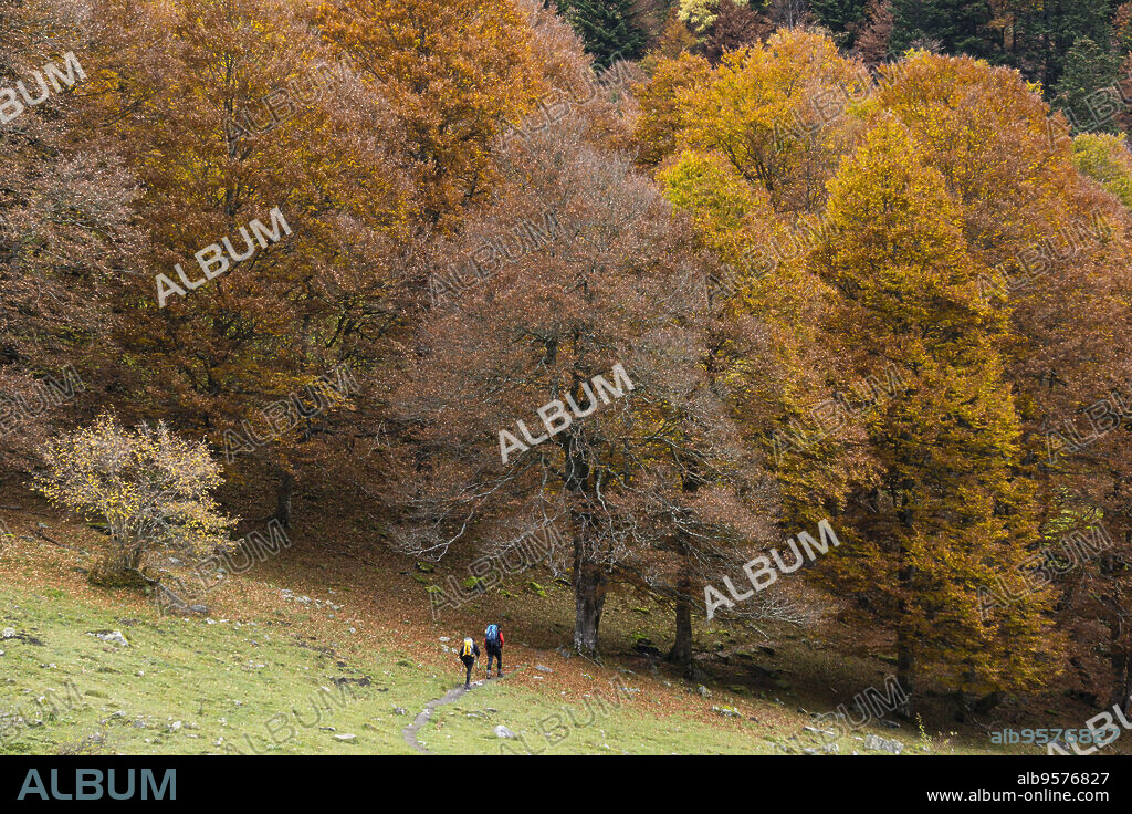 bosque de hayas otoñal en Artiga de Lin, valle de Aran, lleida, Catalunya, cordillera de los Pirineos, Spain, europe.