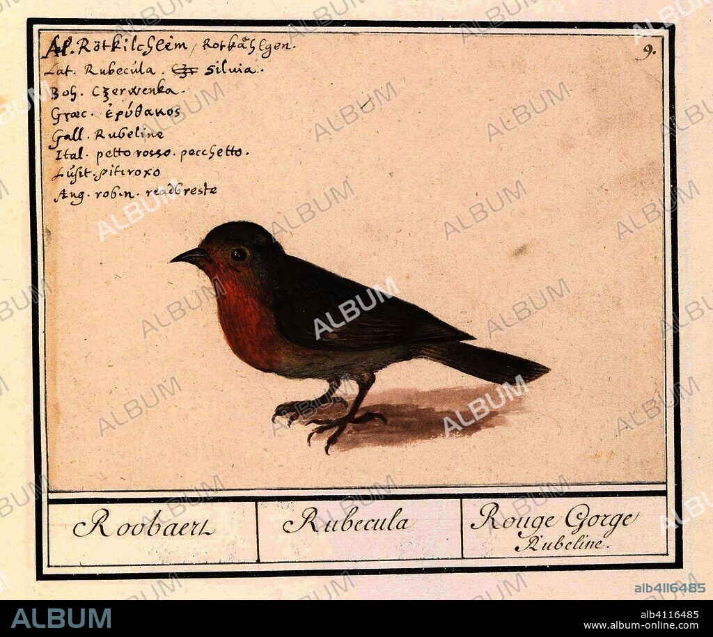 ANSELMUS BOËTIUS DE BOODT. Roodborst (Erithacus rubecula). Roobaert / Rubecula / Rouge Gorge Rubeline (title on object). Draughtsman: Anselmus Boëtius de Boodt. Draughtsman: Elias Verhulst. Dating: 1596 - 1610. Place: Praag. Measurements: h 129 mm × w 178 mm.