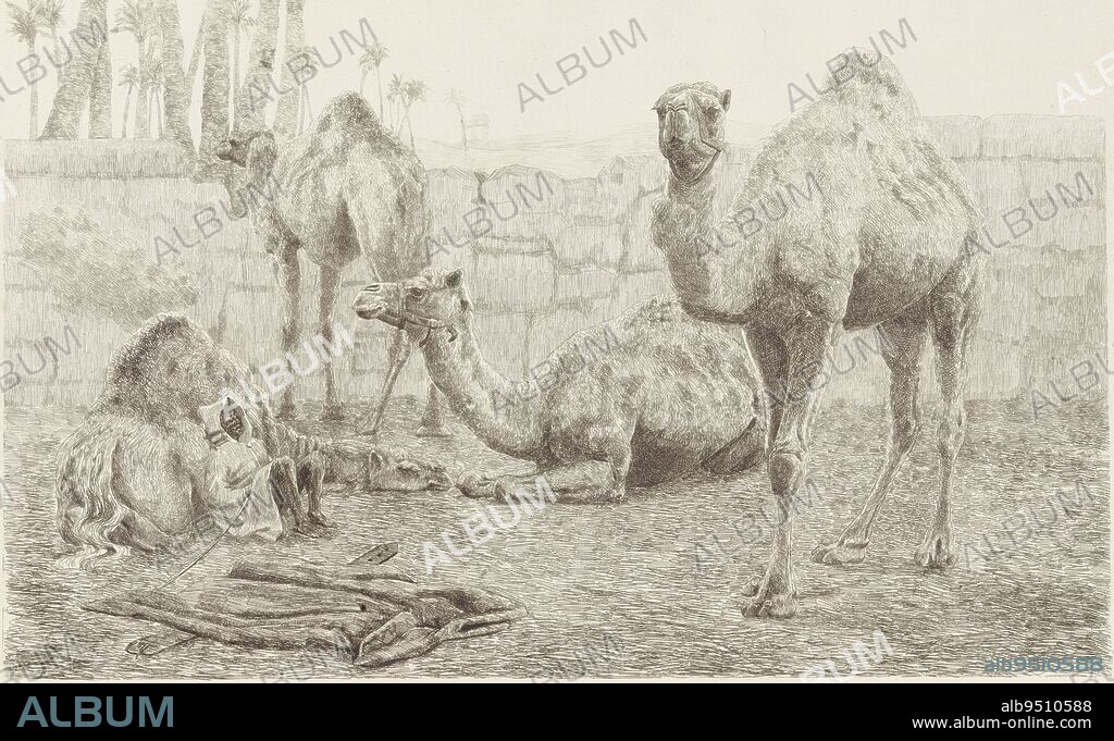 Four camels within stone walls in the open air. A young camel driver leans  with his back against a camel lying on the ground. In the distance a vast  plain with a