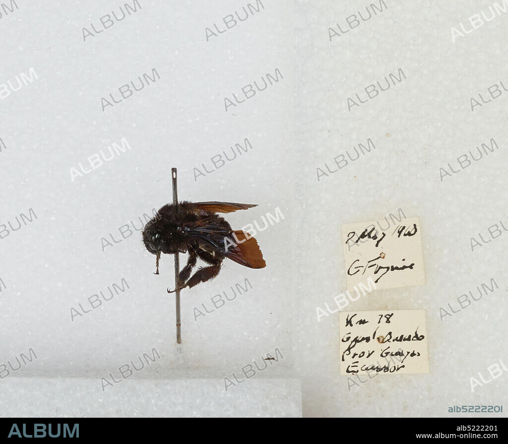 kilometer 78 Guayaquil - Quevedo, Guayas, Ecuador, Bombus sp., Animalia, Arthropoda, Insecta, Hymenoptera, Apidae, Apinae.