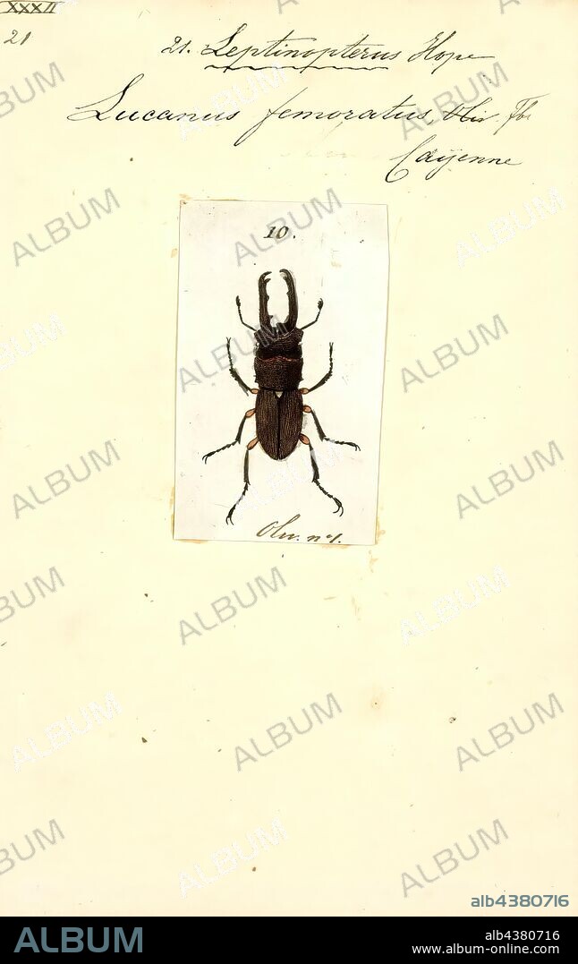 Leptinopterus, Print, Leptinopterus is a genus of beetles belonging to the family Lucanidae.