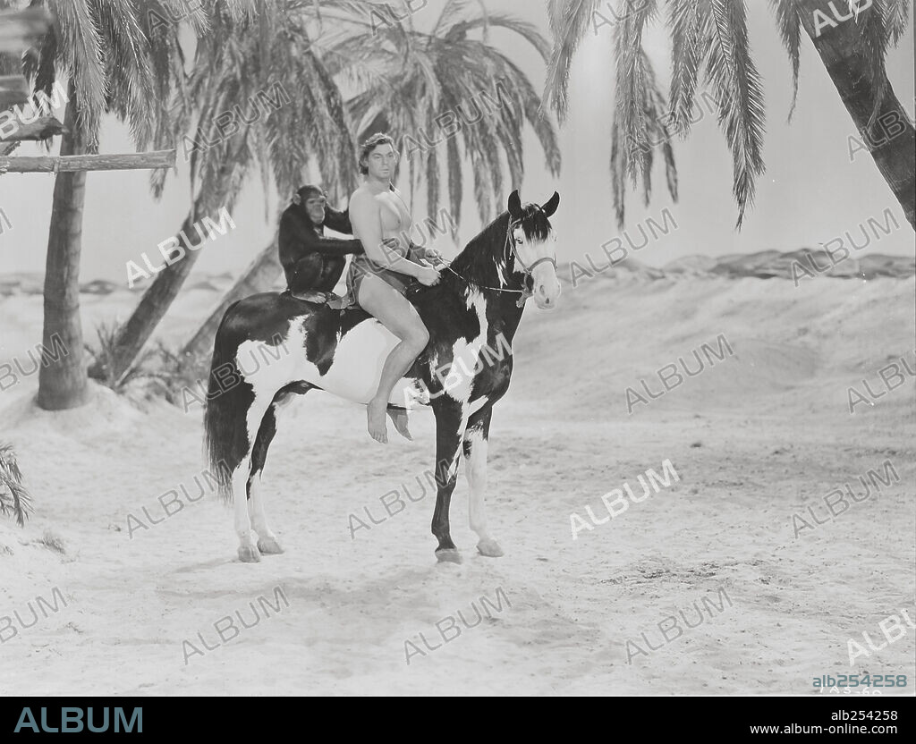 JOHNNY WEISSMULLER en TARZÁN EL TEMERARIO, 1943 (TARZAN'S DESERT MYSTERY), dirigida por WILHELM THIELE. Copyright RKO.