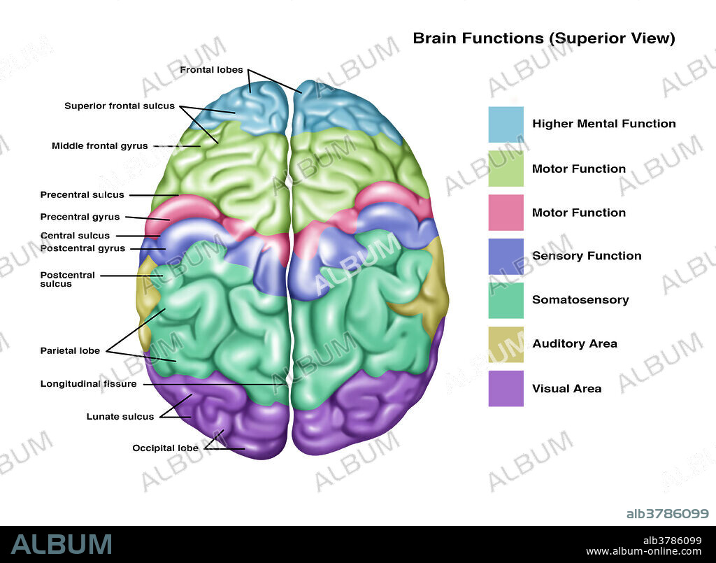 Illustration showing anatomy of a normal brain, coloured by brain function, in a superior (top) view. Noted from top to bottom on the left side are the following: frontal lobes, superior frontal sulcus, middle frontal gyrus, precentral sulcus, precentral gyrus, central sulcus, postcentral gyrus, postcentral sulcus, parietal lobe, longitudinal fissure, lunate sulcus, and the occipital lobe. Brain functions are colour coded on the right side and include: higher mental function, motor function, sensory function, somatosensory, auditory area, and visual area.