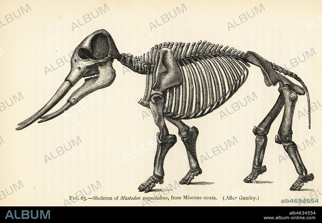 Skeleton of Gomphotherium angustidens (Mastodon angustidens), Miocene Strata. After Jean Albert Gaudry. Illustration from Henry Neville Hutchinsons Creatures of Other Days, Popular Studies in Palaeontology, Chapman and Hall, London, 1896.