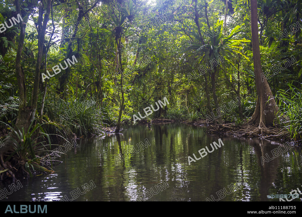 Yela Ka forest conservation area of ka trees (Terminalia carolinensis) in the Yela Valley, Kosrae, Federated States of Micronesia, South Pacific.