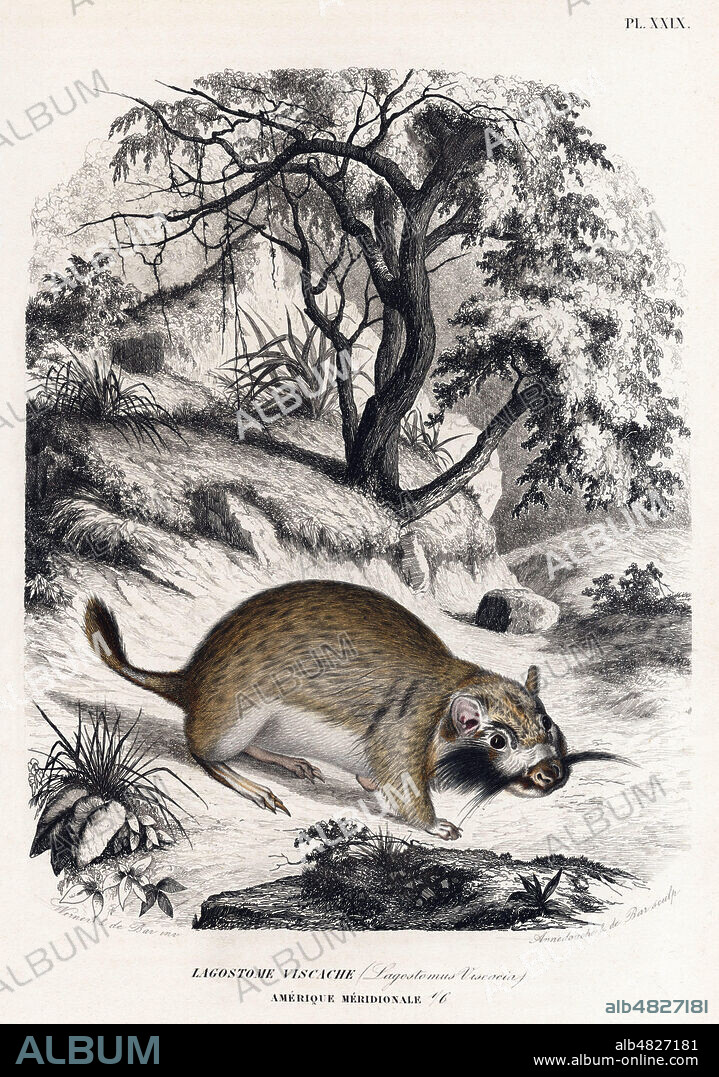 Lagostome Viscache d'amerique meridionale (Lagostomus Viscacia) ou Viscache des Montagnes. Illustration 1854 par Jean Charles WERNER (1798-1856) pour l'Histoire Naturelle des Mammiferes par Paul GERVAIS (1816-1879). Credit: Collection KHARBINE-TAPABOR.