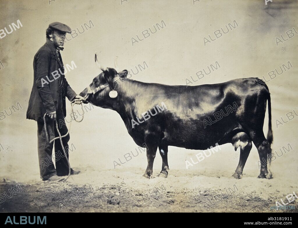 Vache Kerry. ...  1º Prix de la catégorie des Kerry.