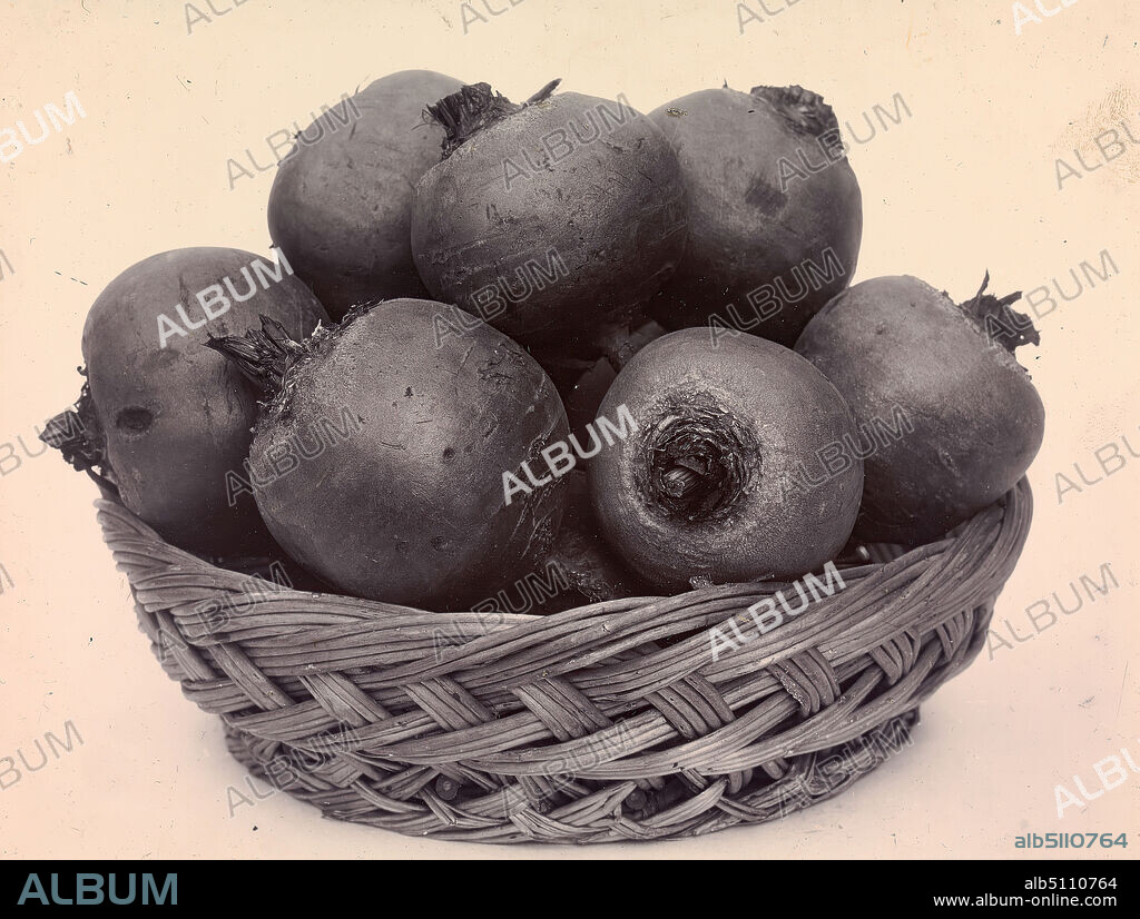 Beet Globe, Charles Jones, 18661959, British, between 1900 and 1910, Vintage gold-toned gelatin silver print on photographic paper, Sheet: 6 1/4 × 8 1/2 inches (15.9 × 21.6 cm) and Image: 6 1/8 × 8 1/4 inches (15.6 × 21 cm), basket, food, still life.