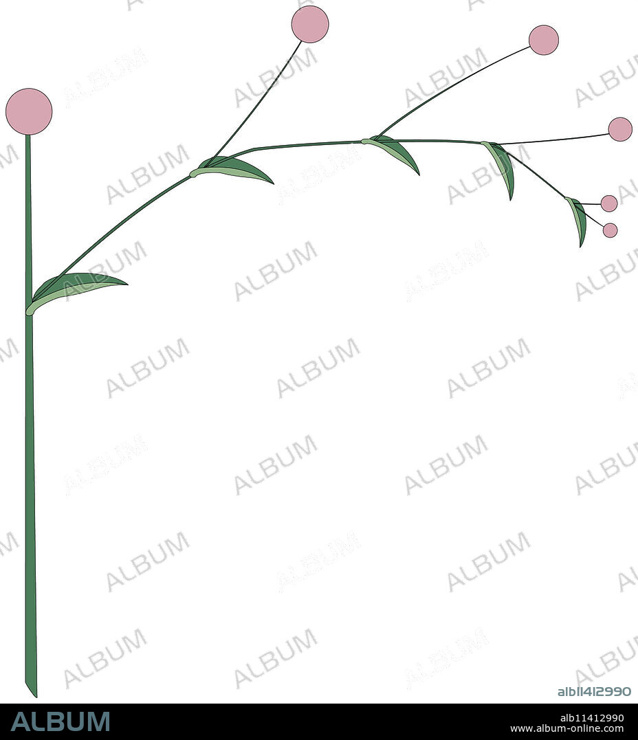 Inflorescence whose main axis ends in a flower under which a single lateral branch develops; the process is repeated under each terminal flower.