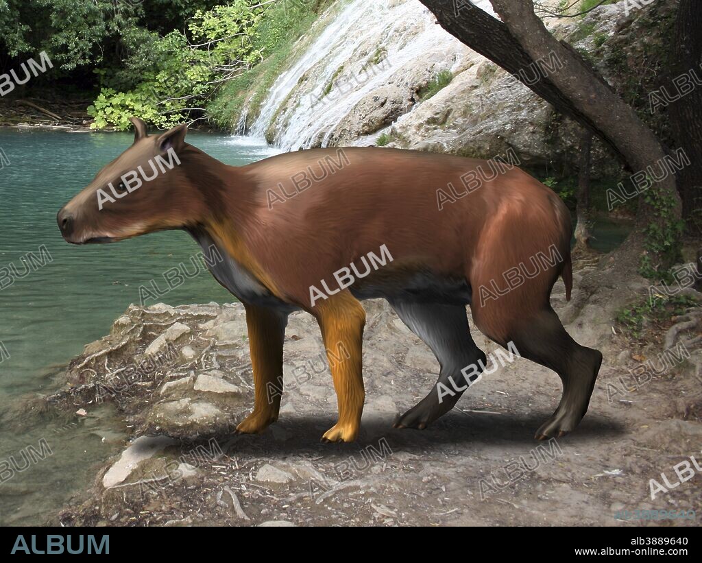 Elomeryx is an artiodactyl ungulate from the Cenozoic Era.