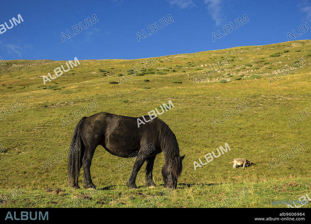 caballos pastando, Linza, Parque natural de los Valles Occidentales, Huesca, cordillera de los pirineos, Spain, Europe.