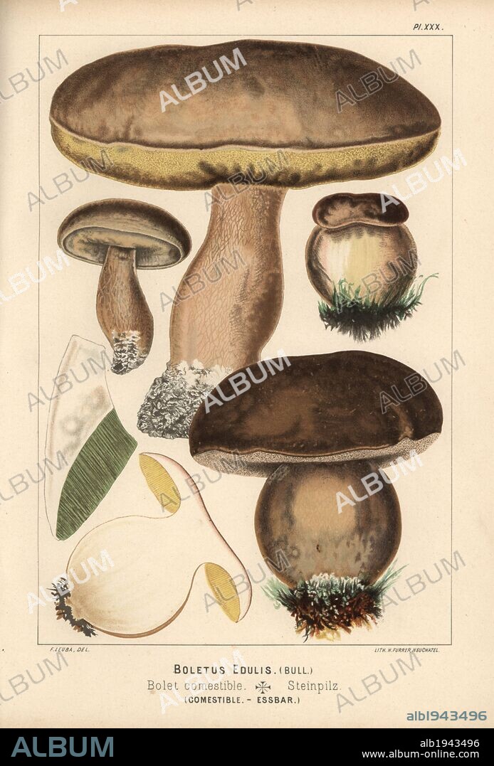Penny bun or porcino mushroom, Boletus edulis, bolet comestible, edible. Chromolithograph by C. Krause of an illustration by Fritz Leuba from "Les champignons comestibles et les especes vénéneuses avec lesquelles ils pourraient etre confondus" (Edible mushrooms and the poisonous species they should not be confused with), Delachaux et Niestle, Neuchatel, Switzerland, 1890, lithographed by H. Furrer. Fritz Leuba (1848-1910) was a mycologist and artist from Neuchatel, Switzerland.