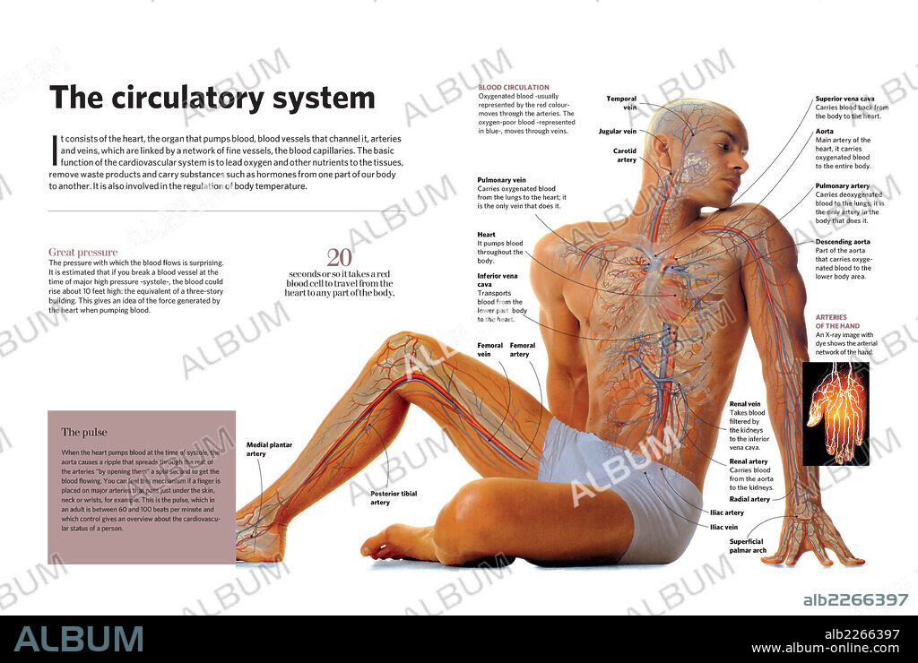 El aparato circulatorio. Infografía del aparato circulatorio del ser humano.
