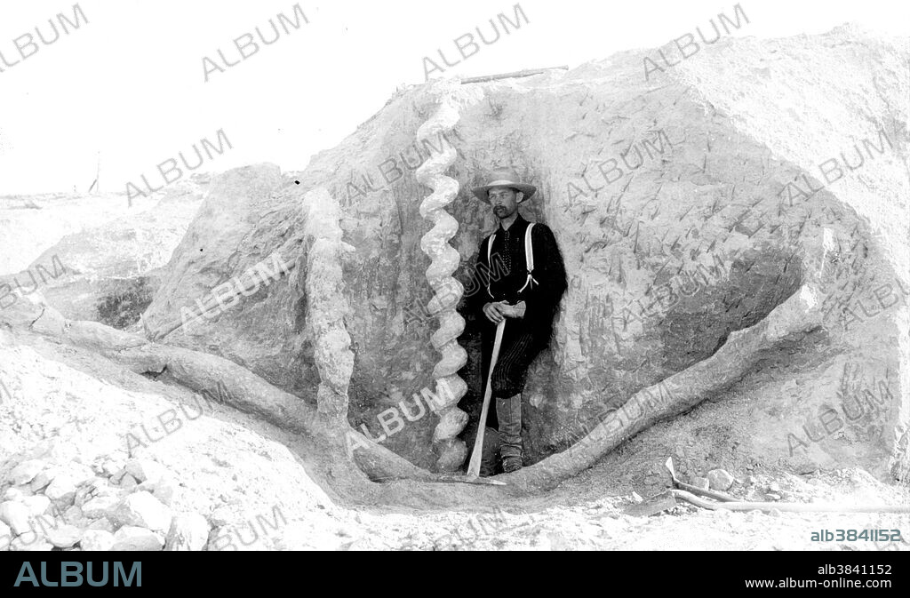 Editorial use only . Daemonelix burrows discovered in the late 19th century at Agate Fossil Beds National Monument. Standing next to it is the neuroanatomist Frederick C. Kenyon. Daemonelix burrows were dug by Palaeocastor ('prehistoric beaver'). Palaeocastor is an extinct genus of beavers that lived in the North American Badlands during the late Oligocene period.