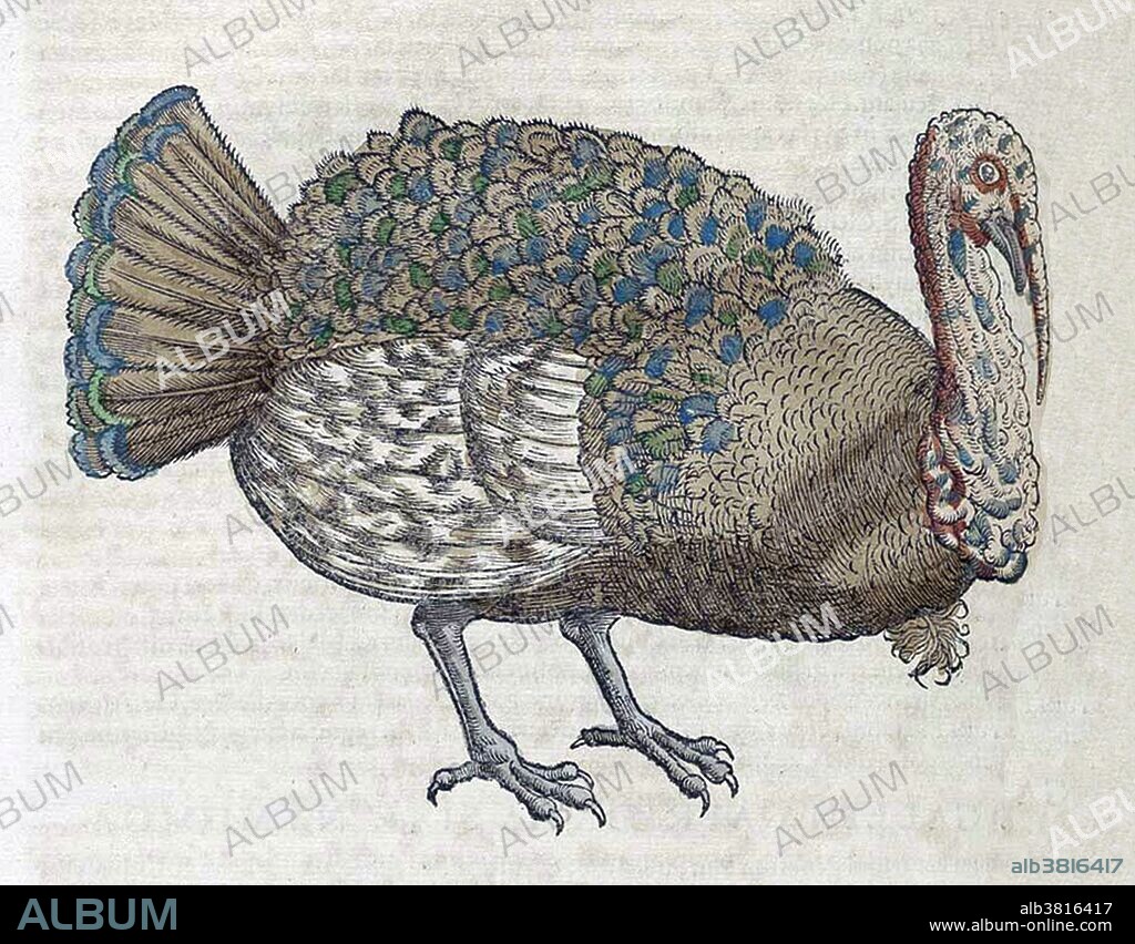 Gesner is aware that turkeys came to Europe from "the Indies"; he does not mention that they were brought over from Mexico, where the Aztecs had domesticated them. Historiae Animalium (Studies on Animals) is considered to be the first modern zoological work. This first attempt to describe many of the animals accurately is illustrated with hand-colored woodcuts drawn from personal observations by Gesner and his colleagues. Conrad Gesner (March 26, 1516 - December 13, 1565) was a Swiss naturalist and bibliographer. To his contemporaries he was best known as a botanist, but in 1551 he was the first to describe brown adipose tissue; and in 1565 the first to document the pencil. He died of the plague, at the age of 49, the year after his ennoblement.