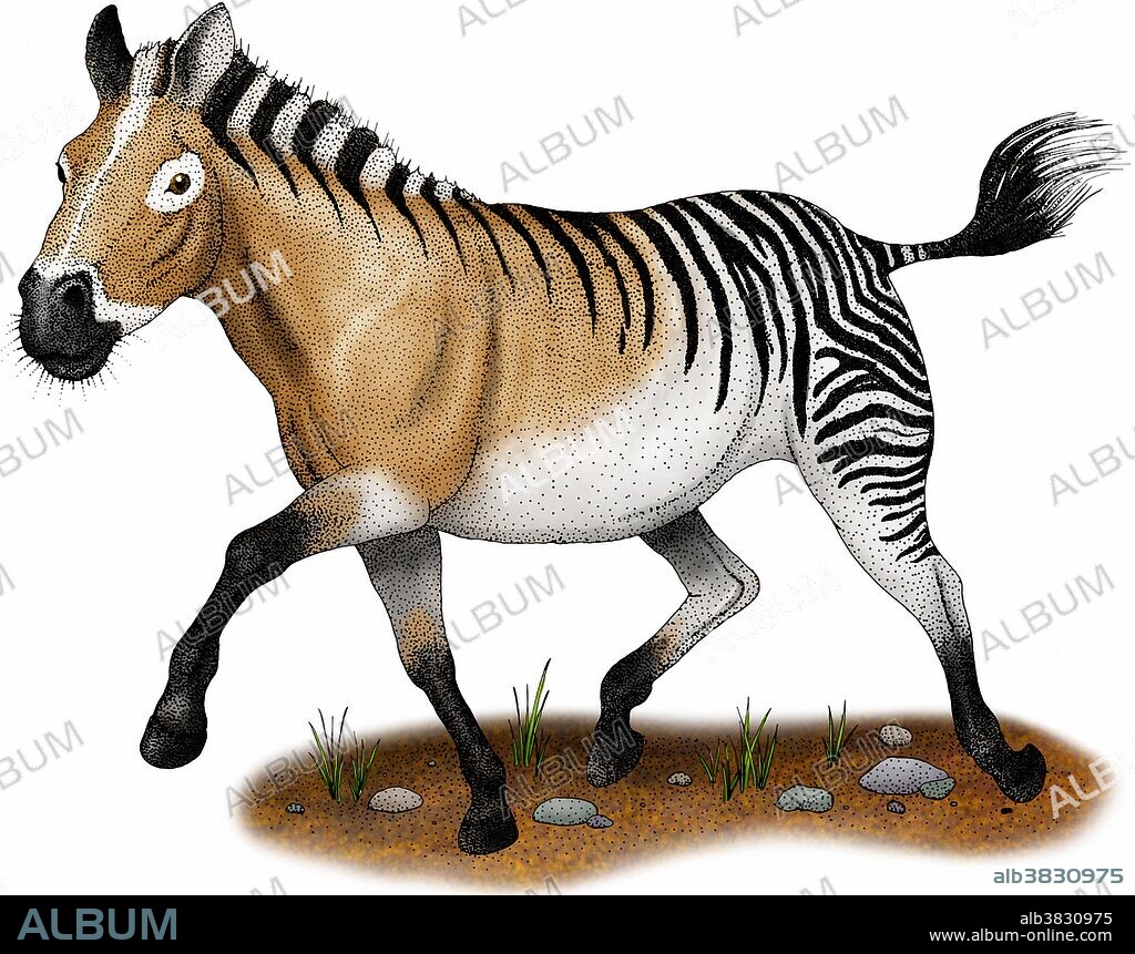 Illustration of the Hagerman horse (Equus simplicidens), an extinct zebra-like equid from the North American Pliocene and Pleistocene periods.