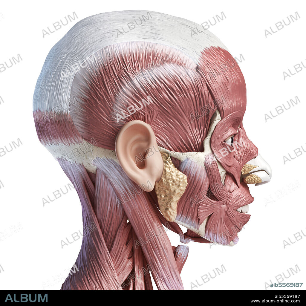 3D illustration of human facial muscles, lateral view, white background.